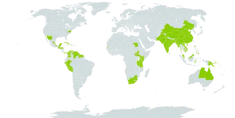 Ruellia tuberosa world distribution map, present in Anguilla, Antigua and Barbuda, Australia, Bonaire, Sint Eustatius and Saba, Bangladesh, Bahamas, Barbados, China, Colombia, Cuba, Cayman Islands, Dominica, Guadeloupe, Grenada, Guatemala, French Guiana, Guyana, Honduras, Indonesia, India, Jamaica, Kenya, Cambodia, Lao People's Democratic Republic, Saint Lucia, Sri Lanka, Mexico, Myanmar, Montserrat, Martinique, Malaysia, Nepal, Pakistan, Panama, Peru, Philippines, Papua New Guinea, Puerto Rico, Sudan, South Sudan, Suriname, Seychelles, Turks and Caicos Islands, Trinidad and Tobago, Tanzania, United Republic of, United States of America, Saint Vincent and the Grenadines, Venezuela (Bolivarian Republic of), Viet Nam, and South Africa