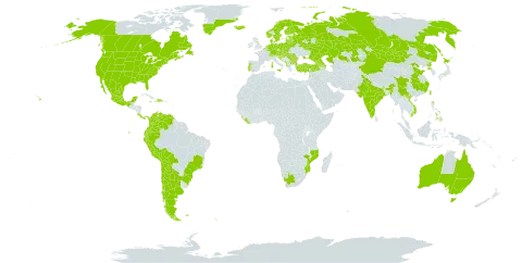 Rumex acetosella world distribution map, present in Albania, Andorra, Argentina, Armenia, Australia, Austria, Azerbaijan, Belgium, Bulgaria, Bosnia and Herzegovina, Belarus, Bolivia (Plurinational State of), Brazil, Canada, Switzerland, Chile, China, Colombia, Costa Rica, Czech Republic, Germany, Denmark, Dominican Republic, Ecuador, Spain, Estonia, Finland, Falkland Islands (Malvinas), France, United Kingdom of Great Britain and Northern Ireland, Georgia, Gibraltar, Greenland, Croatia, Haiti, Hungary, India, Iceland, Italy, Jamaica, Japan, Kazakhstan, Lebanon, Liberia, Liechtenstein, Sri Lanka, Lithuania, Luxembourg, Latvia, Mexico, North Macedonia, Malta, Montenegro, Mongolia, Mozambique, Netherlands, Norway, New Zealand, Panama, Peru, Philippines, Poland, Korea (Democratic People's Republic of), Portugal, Romania, Russian Federation, South Georgia and the South Sandwich Islands, Saint Helena, Ascension and Tristan da Cunha, Saint Pierre and Miquelon, Serbia, Slovakia, Slovenia, Sweden, Turkey, Taiwan, Province of China, Ukraine, United States of America, Venezuela (Bolivarian Republic of), Viet Nam, and South Africa