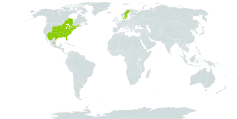 Rumex altissimus world distribution map, present in Canada, Denmark, United Kingdom of Great Britain and Northern Ireland, Mexico, Sweden, and United States of America