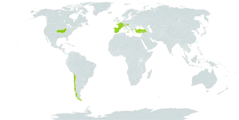 Rumex cristatus world distribution map, present in Albania, Austria, Switzerland, Chile, Cyprus, Spain, France, United Kingdom of Great Britain and Northern Ireland, Greece, Italy, North Macedonia, Malta, Turkey, and United States of America