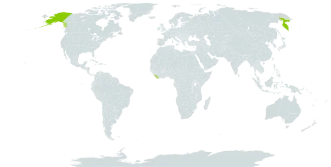 Rumex graminifolius world distribution map, present in Liberia, Russian Federation, and United States of America