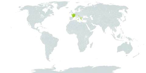 Rumex nebroides world distribution map, present in Albania, France, Greece, Croatia, Italy, North Macedonia, and Montenegro