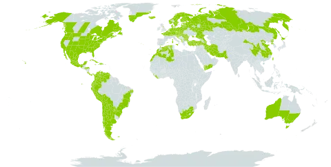 Rumex obtusifolius world distribution map, present in Albania, Andorra, Argentina, Australia, Austria, Azerbaijan, Belgium, Bulgaria, Bosnia and Herzegovina, Belarus, Bolivia (Plurinational State of), Brazil, Canada, Switzerland, Chile, China, Colombia, Costa Rica, Cuba, Czech Republic, Germany, Denmark, Dominican Republic, Algeria, Ecuador, Spain, Estonia, Finland, Falkland Islands (Malvinas), France, United Kingdom of Great Britain and Northern Ireland, Greenland, Honduras, Croatia, Haiti, Hungary, Iran (Islamic Republic of), Iceland, Italy, Jamaica, Japan, Liberia, Liechtenstein, Sri Lanka, Lithuania, Luxembourg, Latvia, Morocco, Mexico, North Macedonia, Malta, Montenegro, Netherlands, Norway, New Zealand, Pakistan, Panama, Peru, Poland, Korea (Democratic People's Republic of), Portugal, Paraguay, Romania, Russian Federation, Saint Helena, Ascension and Tristan da Cunha, Saint Pierre and Miquelon, Serbia, Slovakia, Slovenia, Sweden, Turkey, Taiwan, Province of China, Ukraine, United States of America, Venezuela (Bolivarian Republic of), Yemen, and South Africa