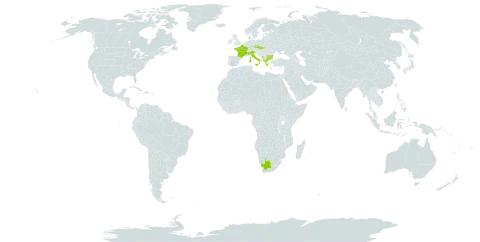 Rumex obtusifolius subsp. transiens world distribution map, present in Albania, Bulgaria, Czech Republic, France, Greece, Italy, North Macedonia, Montenegro, Slovakia, and South Africa