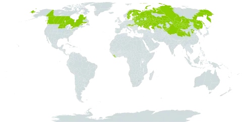 Rumex pseudonatronatus world distribution map, present in Austria, Belarus, Canada, China, Estonia, Finland, Hungary, Kazakhstan, Kyrgyzstan, Liberia, Lithuania, Latvia, Mongolia, Russian Federation, Sweden, Ukraine, and United States of America