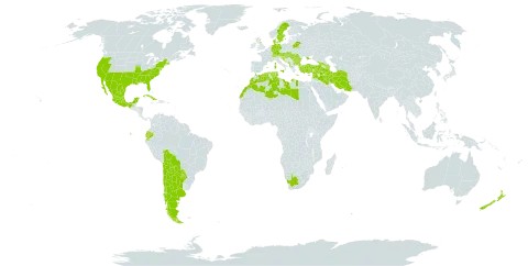 Rumex pulcher world distribution map, present in Albania, Argentina, Austria, Azerbaijan, Bulgaria, Bosnia and Herzegovina, Belarus, Bolivia (Plurinational State of), Switzerland, Chile, Cuba, Cyprus, Germany, Denmark, Algeria, Ecuador, Spain, France, United Kingdom of Great Britain and Northern Ireland, Georgia, Gibraltar, Greece, Croatia, Hungary, Iran (Islamic Republic of), Iraq, Israel, Italy, Lebanon, Libya, Morocco, Mexico, North Macedonia, Montenegro, New Zealand, Portugal, Paraguay, Romania, Serbia, Slovakia, Slovenia, Sweden, Syrian Arab Republic, Tunisia, Turkey, Ukraine, United States of America, and South Africa