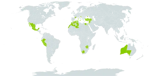 Rumex pulcher subsp. woodsii world distribution map, present in Australia, Bosnia and Herzegovina, Cyprus, Algeria, Egypt, Spain, France, Greece, Croatia, Iceland, Israel, Italy, Jordan, Lebanon, Morocco, Mexico, Peru, Portugal, Syrian Arab Republic, Turkey, Ukraine, South Africa, and Zimbabwe