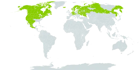 Rumex triangulivalvis world distribution map, present in Austria, Belgium, Belarus, Canada, Switzerland, Czech Republic, Germany, Denmark, Finland, France, United Kingdom of Great Britain and Northern Ireland, Iceland, Latvia, Mexico, Netherlands, Norway, Russian Federation, Saint Pierre and Miquelon, Slovakia, Sweden, Ukraine, and United States of America