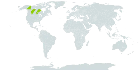 Rumex utahensis world distribution map, present in Canada