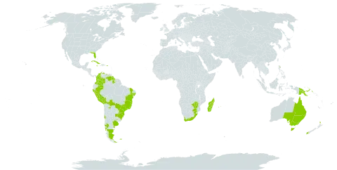 Rumohra adiantiformis world distribution map, present in Argentina, Australia, Bermuda, Bolivia (Plurinational State of), Brazil, Chile, Colombia, Cuba, Falkland Islands (Malvinas), Guyana, Jamaica, Madagascar, Mauritius, New Zealand, Peru, Papua New Guinea, Puerto Rico, Réunion, Saint Helena, Ascension and Tristan da Cunha, Uruguay, United States of America, Venezuela (Bolivarian Republic of), South Africa, and Zimbabwe