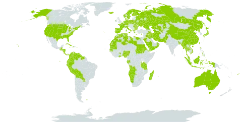 Ruppia world distribution map, present in Aruba, Angola, Åland Islands, Albania, Australia, Bangladesh, Bulgaria, Bahamas, Belarus, Belize, Bermuda, Bolivia (Plurinational State of), China, Colombia, Costa Rica, Cuba, Cayman Islands, Cyprus, Czech Republic, Germany, Denmark, Algeria, Ecuador, Egypt, Eritrea, Spain, Finland, Fiji, Falkland Islands (Malvinas), France, Micronesia (Federated States of), Gabon, Georgia, Ghana, Greece, Guatemala, Guyana, Honduras, Haiti, Indonesia, Ireland, Iran (Islamic Republic of), Iraq, Iceland, Italy, Jamaica, Japan, Kazakhstan, Libya, Morocco, Madagascar, Myanmar, Mauritania, Mauritius, Malaysia, Namibia, Nigeria, Nicaragua, Netherlands, Norway, Oman, Pakistan, Panama, Peru, Philippines, Palau, Poland, Puerto Rico, Korea (Democratic People's Republic of), Portugal, Paraguay, Réunion, Romania, Russian Federation, Saudi Arabia, Sudan, Senegal, Singapore, Suriname, Sweden, Turks and Caicos Islands, Thailand, Turkmenistan, Tonga, Tunisia, Taiwan, Province of China, Tanzania, United Republic of, Ukraine, United States of America, Uzbekistan, Venezuela (Bolivarian Republic of), Viet Nam, and Yemen