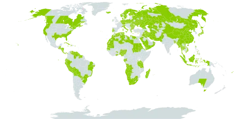 Ruppia maritima world distribution map, present in Aruba, Angola, Åland Islands, Australia, Bangladesh, Bulgaria, Bahamas, Belarus, Belize, Bermuda, Bolivia (Plurinational State of), Brazil, Canada, China, Costa Rica, Cuba, Cayman Islands, Cyprus, Czech Republic, Germany, Denmark, Algeria, Ecuador, Egypt, Eritrea, Spain, Finland, Fiji, France, Gabon, Georgia, Ghana, Greece, Guatemala, Guyana, Honduras, Haiti, Indonesia, Ireland, Iran (Islamic Republic of), Iraq, Iceland, Italy, Jamaica, Japan, Kazakhstan, Libya, Morocco, Madagascar, Myanmar, Mauritania, Mauritius, Malaysia, Namibia, Nigeria, Nicaragua, Netherlands, Norway, Oman, Pakistan, Panama, Peru, Philippines, Palau, Poland, Puerto Rico, Korea (Democratic People's Republic of), Portugal, Paraguay, Réunion, Romania, Russian Federation, Saudi Arabia, Sudan, Senegal, Singapore, Suriname, Sweden, Turks and Caicos Islands, Thailand, Turkmenistan, Tonga, Tunisia, Taiwan, Province of China, Tanzania, United Republic of, Ukraine, United States of America, Uzbekistan, Venezuela (Bolivarian Republic of), Viet Nam, Yemen, and South Africa