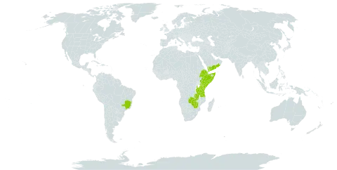 Ruttya fruticosa world distribution map, present in Brazil, Djibouti, Ethiopia, Kenya, Malawi, Oman, Somalia, Tanzania, United Republic of, Uganda, Yemen, Zambia, and Zimbabwe