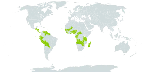 Sabicea world distribution map, present in Angola, Benin, Burkina Faso, Belize, Bolivia (Plurinational State of), Central African Republic, Congo, Cabo Verde, Costa Rica, Dominica, Ecuador, Gabon, Ghana, Guinea, Guinea-Bissau, Guatemala, Guyana, Honduras, Jamaica, Liberia, Madagascar, Mali, Nigeria, Nicaragua, Panama, Peru, Puerto Rico, Paraguay, Rwanda, Senegal, Sierra Leone, Suriname, Togo, Tanzania, United Republic of, Uganda, Venezuela (Bolivarian Republic of), Zambia, and Zimbabwe