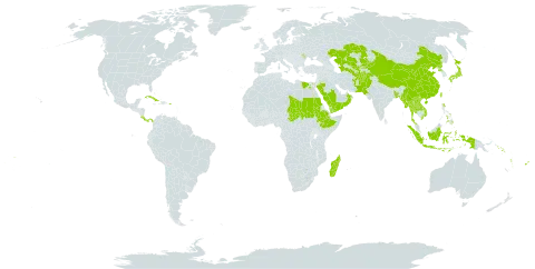 Saccharum spontaneum subsp. spontaneum world distribution map, present in Afghanistan, Andorra, Bangladesh, China, Costa Rica, Cuba, Egypt, Ethiopia, Fiji, Indonesia, Japan, Kazakhstan, Kyrgyzstan, Lao People's Democratic Republic, Moldova (Republic of), Madagascar, Myanmar, Nepal, Oman, Pakistan, Panama, Philippines, Puerto Rico, Korea (Democratic People's Republic of), Saudi Arabia, Sudan, Singapore, Solomon Islands, Chad, Thailand, Turkmenistan, Taiwan, Province of China, Uzbekistan, Viet Nam, Vanuatu, Samoa, and Yemen