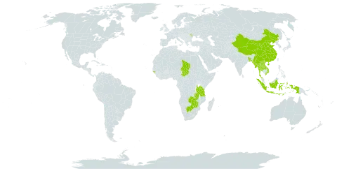 Sacciolepis interrupta world distribution map, present in Bangladesh, Botswana, China, Guinea-Bissau, Indonesia, Lao People's Democratic Republic, Moldova (Republic of), Myanmar, Nepal, Chad, Thailand, Tanzania, United Republic of, Viet Nam, Zambia, and Zimbabwe