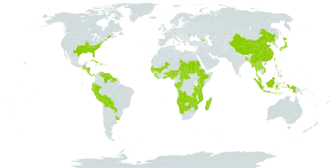 Sacciolepis world distribution map, present in Angola, Åland Islands, Andorra, Benin, Burkina Faso, Bangladesh, Belize, Bolivia (Plurinational State of), Botswana, Central African Republic, China, Congo, Comoros, Cabo Verde, Costa Rica, Cuba, Dominica, Ecuador, Ethiopia, Fiji, Gabon, Georgia, Ghana, Guinea, Gambia, Guinea-Bissau, Guatemala, Guyana, Honduras, Haiti, Indonesia, Jamaica, Japan, Kenya, Lao People's Democratic Republic, Liberia, Moldova (Republic of), Madagascar, Mali, Myanmar, Mozambique, Malaysia, Namibia, Nigeria, Nicaragua, Nepal, Panama, Peru, Philippines, Puerto Rico, Korea (Democratic People's Republic of), Paraguay, Réunion, Rwanda, Sudan, Senegal, Sierra Leone, Suriname, eSwatini, Seychelles, Chad, Togo, Thailand, Taiwan, Province of China, Tanzania, United Republic of, Uganda, Uruguay, United States of America, Venezuela (Bolivarian Republic of), Viet Nam, Zambia, and Zimbabwe