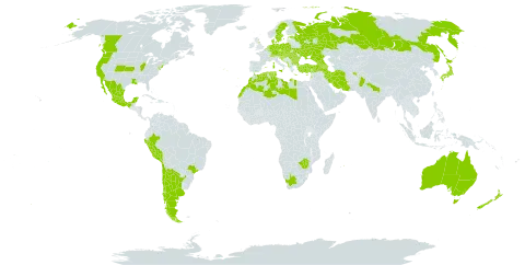 Sagina apetala world distribution map, present in Afghanistan, Albania, Andorra, Argentina, Armenia, American Samoa, Australia, Austria, Azerbaijan, Belgium, Bulgaria, Bosnia and Herzegovina, Brazil, Canada, Switzerland, Chile, Cyprus, Czech Republic, Germany, Denmark, Algeria, Spain, Estonia, France, United Kingdom of Great Britain and Northern Ireland, Georgia, Gibraltar, Greece, Croatia, Hungary, India, Iran (Islamic Republic of), Israel, Italy, Japan, Lebanon, Libya, Liechtenstein, Luxembourg, Morocco, Mexico, North Macedonia, Malta, Montenegro, Mauritius, Netherlands, New Zealand, Pakistan, Peru, Poland, Portugal, Romania, Russian Federation, Serbia, Slovakia, Slovenia, Sweden, Tunisia, Turkey, Ukraine, United States of America, South Africa, and Zimbabwe