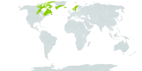 Sagina caespitosa world distribution map, present in Canada, Greenland, Iceland, Norway, and Sweden