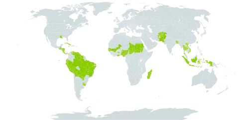 Sagittaria guayanensis world distribution map, present in Afghanistan, Bangladesh, Bolivia (Plurinational State of), Brazil, Costa Rica, Cuba, Dominica, Ecuador, Ghana, Gambia, Guinea-Bissau, Guatemala, Guyana, Honduras, Indonesia, Jamaica, Madagascar, Mali, Nigeria, Nicaragua, Nepal, Pakistan, Panama, Peru, Paraguay, Sudan, Senegal, Suriname, Chad, Thailand, Taiwan, Province of China, Uruguay, United States of America, Venezuela (Bolivarian Republic of), and Viet Nam