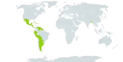 Sagittaria guayanensis subsp. guayanensis world distribution map, present in Argentina, Bangladesh, Bolivia (Plurinational State of), Costa Rica, Cuba, Dominica, Dominican Republic, Ecuador, Guatemala, Guyana, Honduras, Jamaica, Mexico, Nicaragua, Panama, Peru, Paraguay, Suriname, Uruguay, and Venezuela (Bolivarian Republic of)