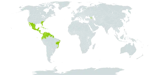 Sagittaria lancifolia subsp. lancifolia world distribution map, present in Bonaire, Sint Eustatius and Saba, Bahamas, Belize, Brazil, Colombia, Costa Rica, Cuba, Cayman Islands, Dominica, Ecuador, Georgia, Guatemala, Guyana, Honduras, Haiti, Jamaica, Mexico, Nicaragua, Panama, Puerto Rico, Suriname, United States of America, and Venezuela (Bolivarian Republic of)