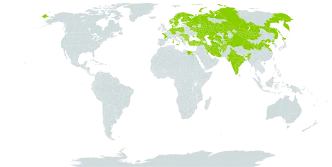 Salicornia europaea world distribution map, present in Afghanistan, Albania, Azerbaijan, Belgium, Bulgaria, Bahrain, China, Germany, Denmark, Egypt, Spain, Estonia, Finland, France, United Kingdom of Great Britain and Northern Ireland, Georgia, Hungary, India, Iran (Islamic Republic of), Israel, Italy, Japan, Kazakhstan, Kyrgyzstan, Kuwait, Malta, Montenegro, Mongolia, Netherlands, Norway, Poland, Korea (Democratic People's Republic of), Romania, Russian Federation, Saudi Arabia, Slovenia, Sweden, Tajikistan, Turkmenistan, Turkey, Ukraine, and Uzbekistan