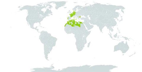 Salicornia ramosissima world distribution map, present in Belgium, Bulgaria, Switzerland, Germany, Denmark, Algeria, Egypt, Spain, France, United Kingdom of Great Britain and Northern Ireland, Italy, Libya, Morocco, Malta, Montenegro, Netherlands, Portugal, and Tunisia