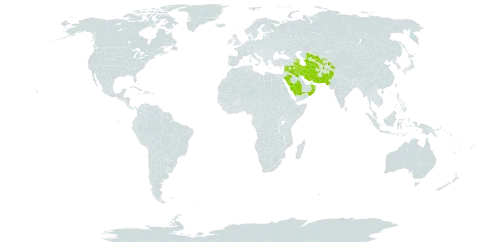 Salix acmophylla world distribution map, present in Afghanistan, Azerbaijan, Iran (Islamic Republic of), Iraq, Israel, Lebanon, Oman, Pakistan, Saudi Arabia, Syrian Arab Republic, Tajikistan, Turkmenistan, and Uzbekistan