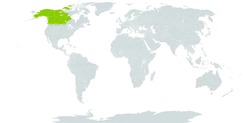 Salix athabascensis world distribution map, present in Canada and United States of America