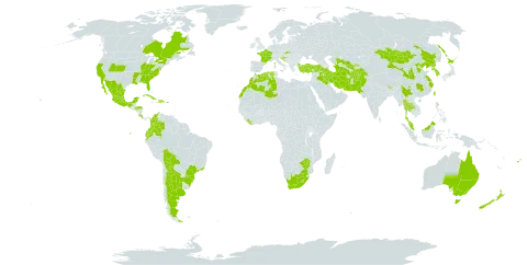 Salix babylonica world distribution map, present in Afghanistan, Argentina, Australia, Bolivia (Plurinational State of), Brazil, Bhutan, Canada, China, Cook Islands, Colombia, Costa Rica, Cuba, Dominican Republic, Algeria, Ecuador, Fiji, France, Honduras, Croatia, Haiti, Iran (Islamic Republic of), Iraq, Iceland, Israel, Japan, Korea (Republic of), Liberia, Lesotho, Morocco, Mexico, Mongolia, Malaysia, Niue, Nepal, New Zealand, Pakistan, Philippines, Puerto Rico, Korea (Democratic People's Republic of), Russian Federation, Slovakia, Slovenia, Thailand, Tajikistan, Turkmenistan, Tonga, Turkey, Taiwan, Province of China, United States of America, Uzbekistan, South Africa, and Zimbabwe