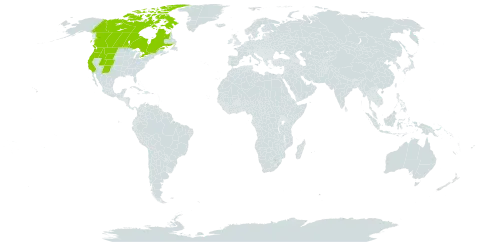 Salix brachycarpa world distribution map, present in Canada and United States of America