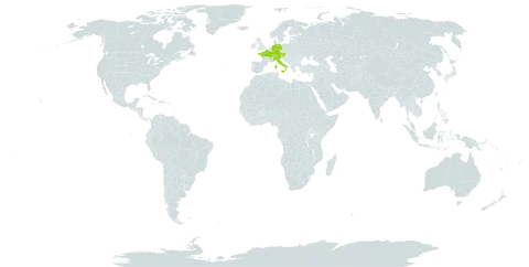 Salix breviserrata world distribution map, present in Austria, Switzerland, Germany, France, Italy, and Liechtenstein