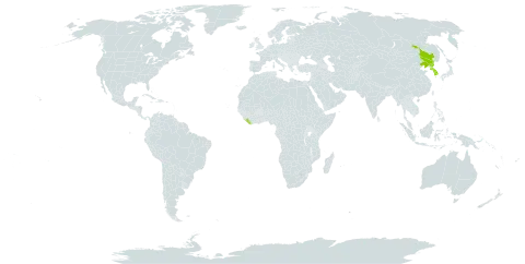 Salix cardiophylla world distribution map, present in China, Korea (Republic of), Liberia, and Korea (Democratic People's Republic of)