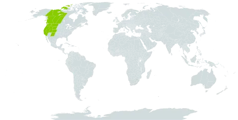 Salix drummondiana world distribution map, present in Canada and United States of America