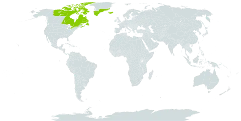 Salix glauca var. cordifolia world distribution map, present in Canada, France, Greenland, Iceland, and Saint Pierre and Miquelon