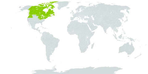 Salix pedicellaris world distribution map, present in Canada, France, Saint Pierre and Miquelon, and United States of America