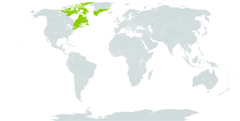 Salix uva-ursi world distribution map, present in Canada, France, Greenland, Saint Pierre and Miquelon, and United States of America