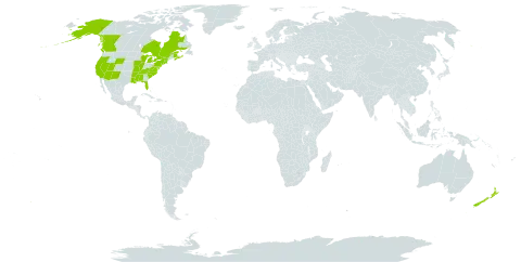 Salix x pendulina f. salamonii world distribution map, present in Canada, New Zealand, and United States of America