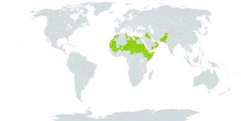 Salsola imbricata world distribution map, present in Anguilla, United Arab Emirates, Bahrain, Djibouti, Egypt, Eritrea, Ethiopia, Iraq, Israel, Kuwait, Libya, Sri Lanka, Morocco, Mali, Mauritania, Niger, Oman, Pakistan, Qatar, Saudi Arabia, Sudan, Somalia, Chad, Tunisia, and Yemen