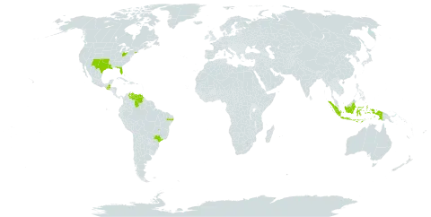 Salvia farinacea world distribution map, present in Brazil, Guatemala, Indonesia, United States of America, and Venezuela (Bolivarian Republic of)