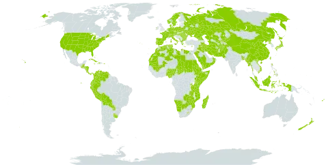 Salvia world distribution map, present in Afghanistan, Åland Islands, Albania, Austria, Burkina Faso, Bangladesh, Bulgaria, Bahamas, Belarus, Belize, Bermuda, Bolivia (Plurinational State of), Botswana, Switzerland, China, Cook Islands, Colombia, Costa Rica, Cuba, Cayman Islands, Cyprus, Czech Republic, Germany, Dominica, Denmark, Algeria, Ecuador, Egypt, Eritrea, Spain, Ethiopia, Fiji, France, Micronesia (Federated States of), Georgia, Greece, Guatemala, Honduras, Haiti, Hungary, Indonesia, Ireland, Iran (Islamic Republic of), Iraq, Italy, Jamaica, Japan, Kazakhstan, Kenya, Kyrgyzstan, Libya, Lesotho, Morocco, Madagascar, Mali, Myanmar, Montenegro, Mozambique, Mauritania, Malaysia, Namibia, Norfolk Island, Nigeria, Nicaragua, Netherlands, Norway, Nepal, New Zealand, Oman, Pakistan, Panama, Peru, Philippines, Palau, Poland, Puerto Rico, Korea (Democratic People's Republic of), Portugal, Paraguay, Romania, Russian Federation, Rwanda, Saudi Arabia, Sudan, Singapore, Somalia, Sweden, eSwatini, Turks and Caicos Islands, Chad, Turkmenistan, Tonga, Tunisia, Taiwan, Province of China, Tanzania, United Republic of, Uganda, Ukraine, Uruguay, United States of America, Uzbekistan, Venezuela (Bolivarian Republic of), Viet Nam, Yemen, Zambia, and Zimbabwe