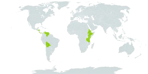 Salvia leucantha world distribution map, present in Bolivia (Plurinational State of), Costa Rica, Eritrea, Ethiopia, Honduras, Kenya, Panama, Tanzania, United Republic of, Uganda, and Venezuela (Bolivarian Republic of)