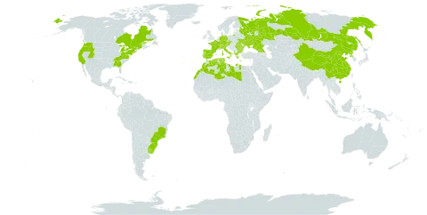 Salvia officinalis world distribution map, present in Åland Islands, Albania, Austria, Bulgaria, Brazil, Canada, Switzerland, China, Czech Republic, Germany, Algeria, Spain, France, Micronesia (Federated States of), Georgia, Greece, Italy, Libya, Sri Lanka, Morocco, Korea (Democratic People's Republic of), Portugal, Romania, Russian Federation, Tunisia, Ukraine, Uruguay, and United States of America