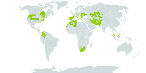 Salvia sclarea world distribution map, present in Afghanistan, Albania, Bulgaria, Canada, Colombia, Cyprus, Czech Republic, Algeria, Spain, France, Micronesia (Federated States of), Greece, Iran (Islamic Republic of), Italy, Kazakhstan, Kyrgyzstan, Morocco, Malaysia, Nicaragua, Pakistan, Palau, Portugal, Romania, Singapore, Turks and Caicos Islands, Turkmenistan, Tunisia, Ukraine, United States of America, and South Africa