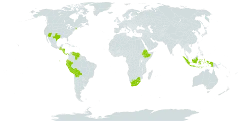 Salvia tiliifolia world distribution map, present in Bolivia (Plurinational State of), Costa Rica, Ecuador, Ethiopia, Guatemala, Honduras, Indonesia, Nicaragua, Panama, Peru, United States of America, Venezuela (Bolivarian Republic of), and South Africa