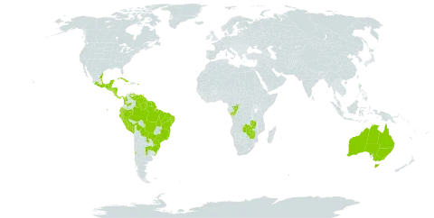 Salvinia auriculata world distribution map, present in Argentina, Australia, Belize, Bermuda, Bolivia (Plurinational State of), Brazil, Chile, Congo, Colombia, Costa Rica, Cuba, Germany, Ecuador, Guatemala, French Guiana, Guyana, Honduras, Mexico, Nicaragua, Panama, Peru, Puerto Rico, Paraguay, El Salvador, Suriname, Trinidad and Tobago, Uruguay, Venezuela (Bolivarian Republic of), Zambia, and Zimbabwe