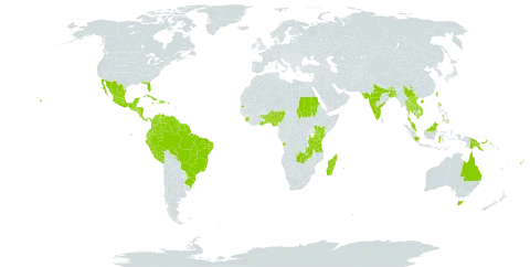 Samanea saman world distribution map, present in Angola, American Samoa, Antigua and Barbuda, Australia, Benin, Bangladesh, Belize, Brazil, Barbados, Bhutan, China, Colombia, Costa Rica, Cuba, Dominica, Dominican Republic, Ecuador, Fiji, Ghana, Guadeloupe, Grenada, Guatemala, French Guiana, Guyana, Honduras, Haiti, Indonesia, India, Jamaica, Kenya, Cambodia, Lao People's Democratic Republic, Saint Lucia, Sri Lanka, Madagascar, Maldives, Mexico, Marshall Islands, Northern Mariana Islands, Montserrat, Martinique, Mauritius, Malaysia, Nigeria, Nicaragua, Niue, Panama, Peru, Philippines, Papua New Guinea, Puerto Rico, Réunion, Sudan, Singapore, Sierra Leone, El Salvador, Suriname, Seychelles, Togo, Thailand, Taiwan, Province of China, Tanzania, United Republic of, Uganda, United States of America, Venezuela (Bolivarian Republic of), Viet Nam, and Zambia