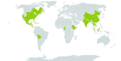 Sambucus canadensis world distribution map, present in Burundi, Bonaire, Sint Eustatius and Saba, Bangladesh, Bolivia (Plurinational State of), Barbados, Bhutan, Canada, China, Cameroon, Costa Rica, Cuba, Cayman Islands, Dominica, Dominican Republic, Spain, Ethiopia, Micronesia (Federated States of), Guadeloupe, Guatemala, Guam, Honduras, Haiti, India, Jamaica, Lao People's Democratic Republic, Mexico, Marshall Islands, Northern Mariana Islands, Martinique, Malaysia, Nicaragua, Panama, Philippines, Palau, Puerto Rico, Rwanda, Thailand, Trinidad and Tobago, United States of America, and Viet Nam