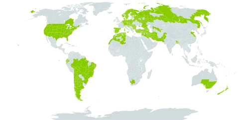 Sambucus nigra world distribution map, present in Albania, Andorra, Argentina, Armenia, Australia, Austria, Azerbaijan, Belgium, Bangladesh, Bulgaria, Bosnia and Herzegovina, Belarus, Bolivia (Plurinational State of), Brazil, Canada, Switzerland, Chile, China, Czech Republic, Germany, Denmark, Algeria, Ecuador, Spain, Estonia, Finland, France, United Kingdom of Great Britain and Northern Ireland, Georgia, Greece, Croatia, Hungary, Iran (Islamic Republic of), Iraq, Israel, Italy, Lebanon, Liechtenstein, Luxembourg, Morocco, North Macedonia, Malta, Montenegro, Netherlands, Norway, New Zealand, Pakistan, Poland, Portugal, Romania, Russian Federation, Serbia, Slovakia, Slovenia, Sweden, Syrian Arab Republic, Tunisia, Turkey, Ukraine, United States of America, Uzbekistan, and South Africa